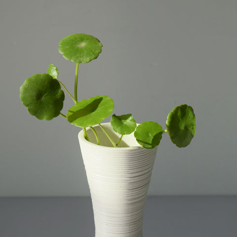 Modern Linear Design Ceramic Vase - Belly Pots